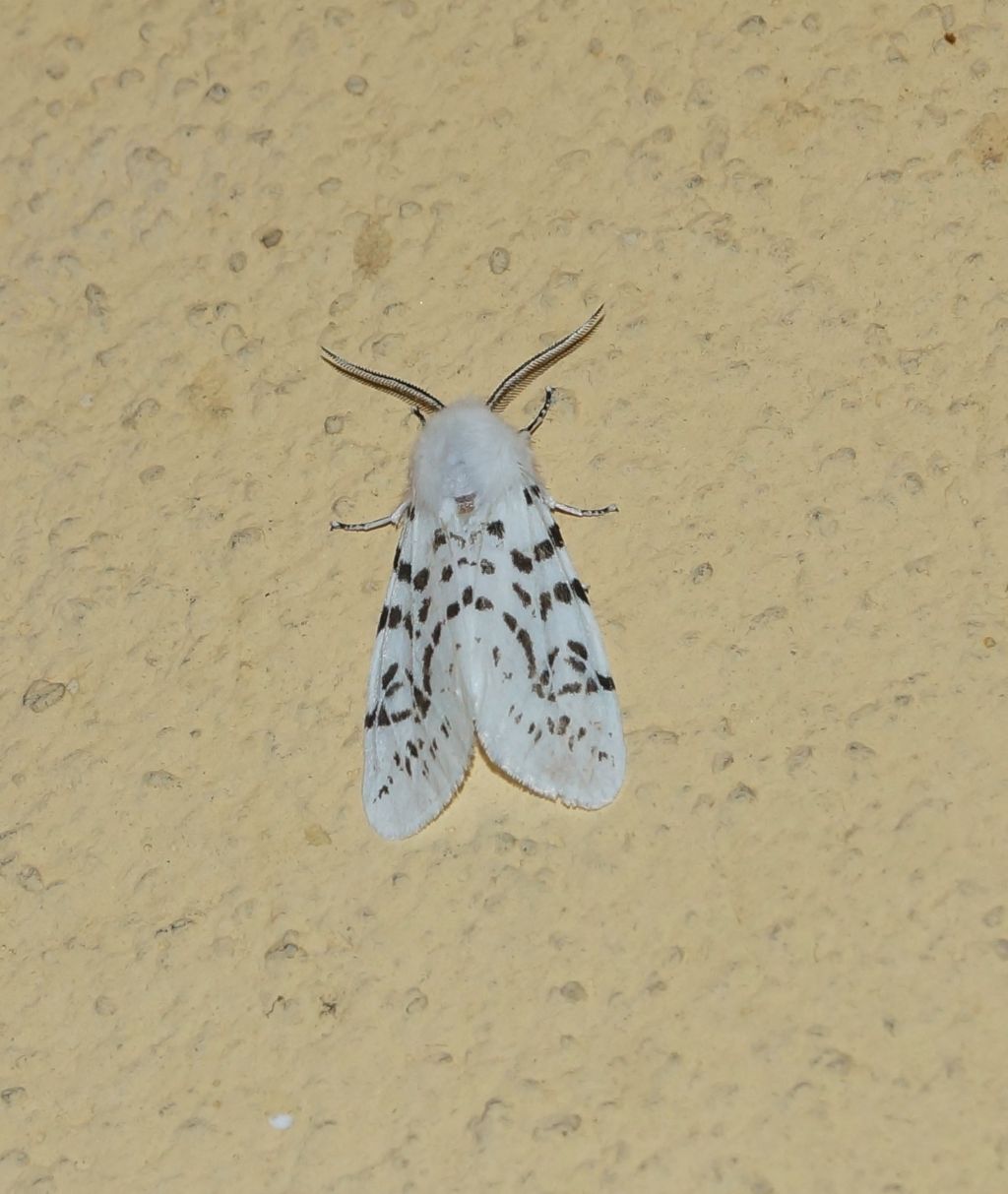 Hyphantria cunea - Erebidae? S